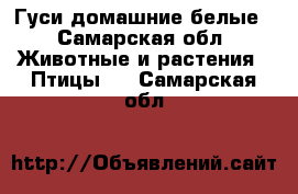 Гуси домашние белые - Самарская обл. Животные и растения » Птицы   . Самарская обл.